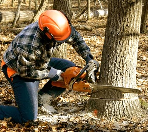 Tree Removal in Hooper, UT